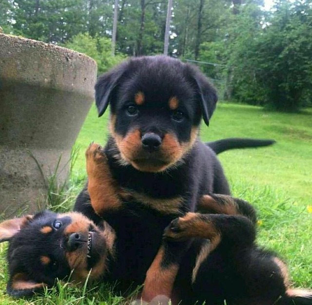 Rotweiller Auto Padrão 
