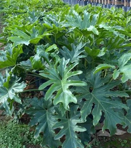 Mudas de Guaimbé - Foto 2