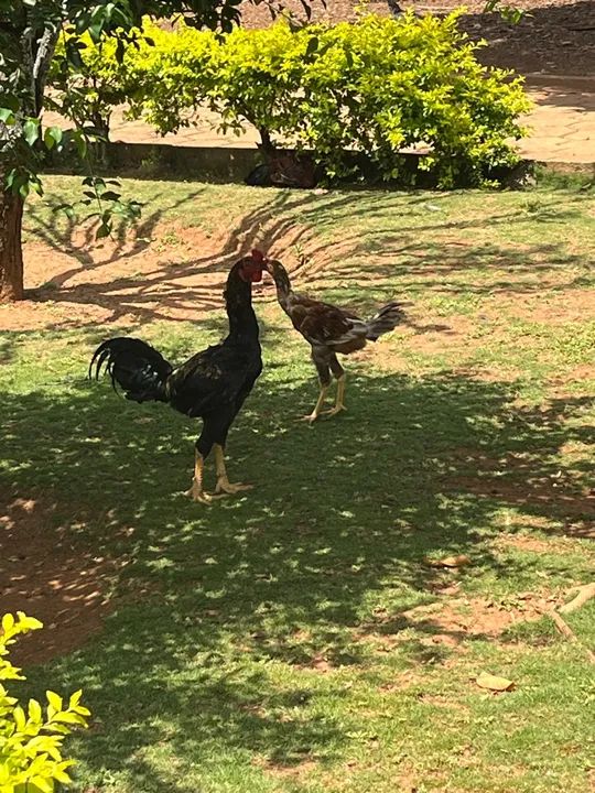 Galinhas, frangos, pintos e galos.