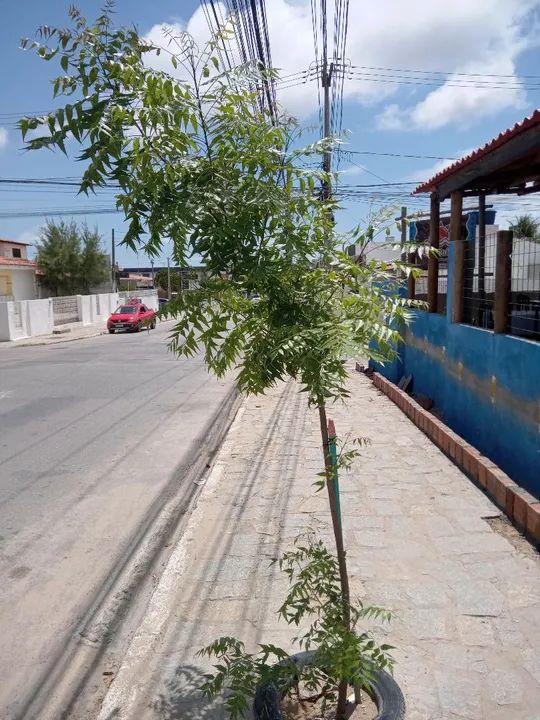 Muda de Nim - sombreiro