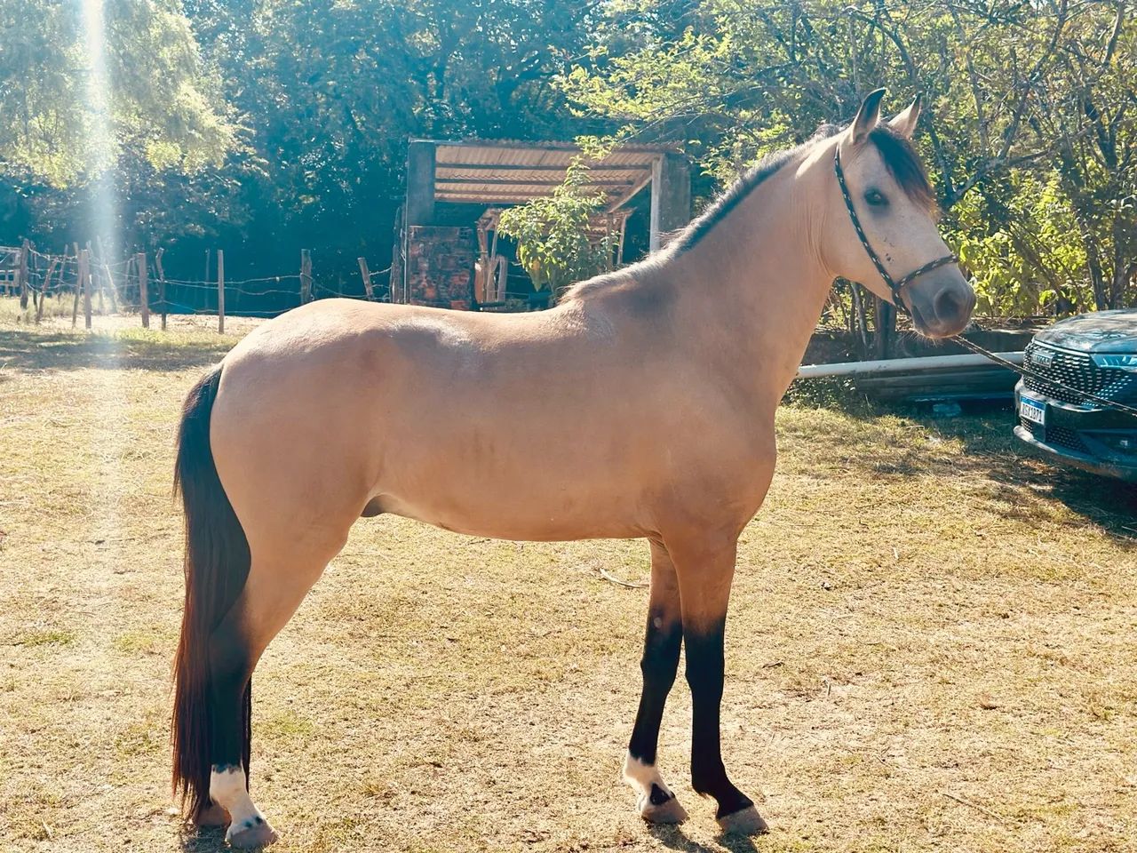 Cavalo Mangalarga Marchador 