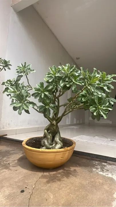 Rosas do deserto Adultas , preços variados  - Foto 3