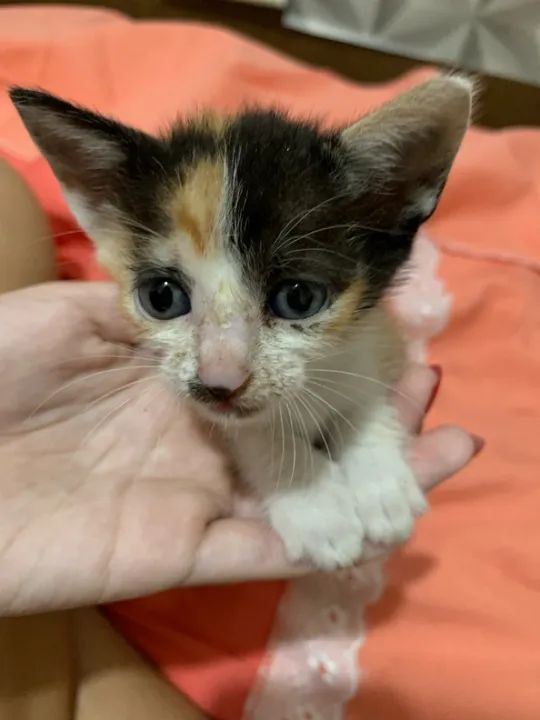 Gatinha Calico Fofinha para Adoção - Foto 3