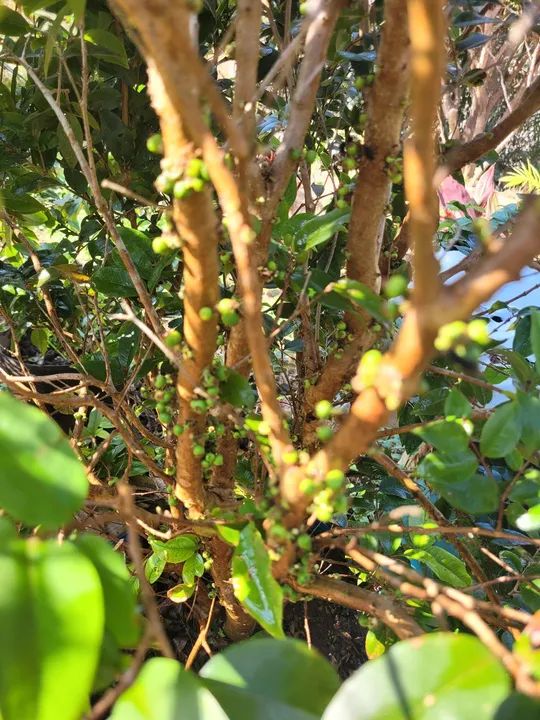 Mudas Frutíferas Enxertadas  - Foto 5