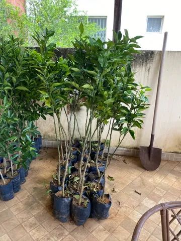 Mudas enxertadas - Tangerina Pokan - Foto 5