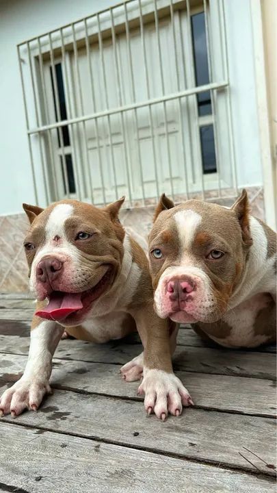 FILHOTES AMERICAN BULLY
