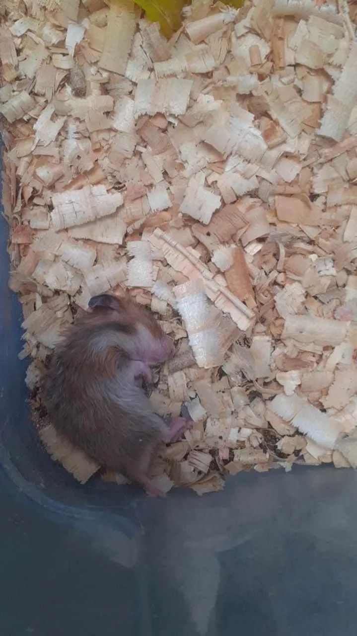 Hamster sírio 64313863927939120