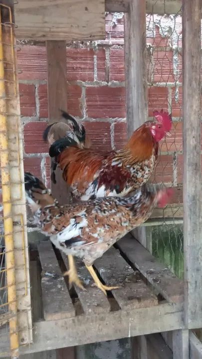 Casal de músicos  - Foto 2