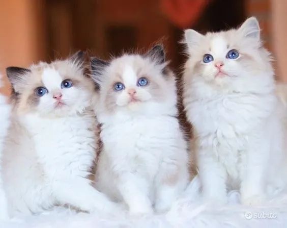 Ragdoll Gatinhos  Belíssimos 
