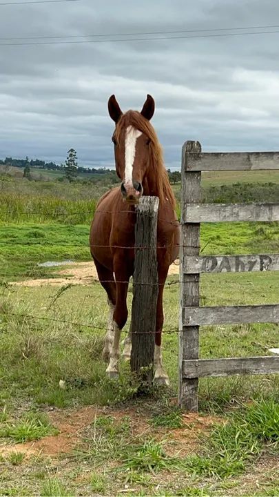 Cavalo Mangalarga Paulista  - Foto 3
