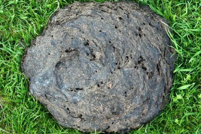 Adubo Orgânico - Esterco de Gado