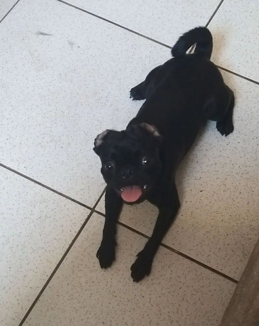 Pug fêmea Preta Filhote 8 meses dócil e alegre está em Cuiabá  - Foto 2