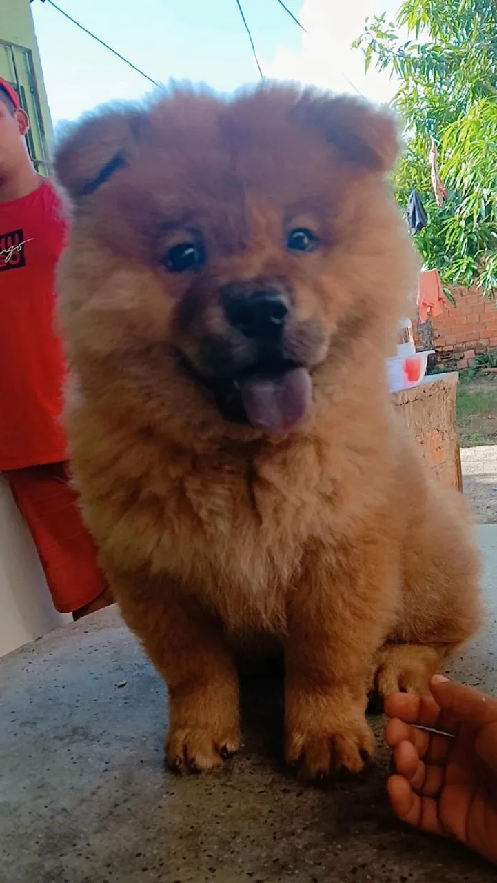 Filhote Chow Chow