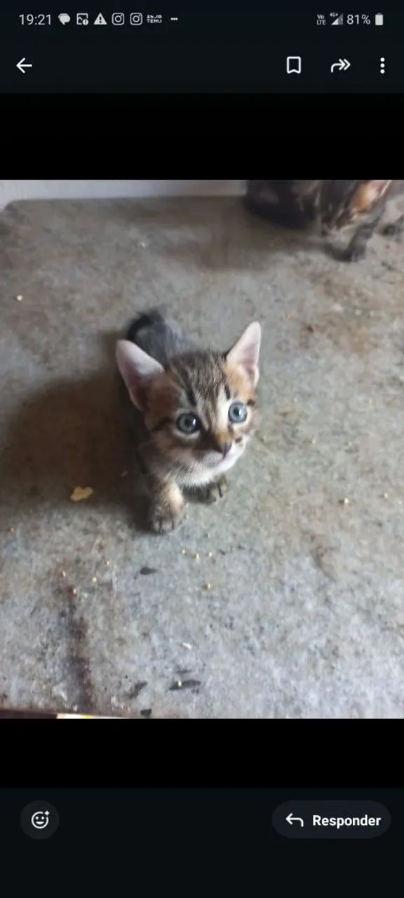 Doação Responsável  - Foto 2