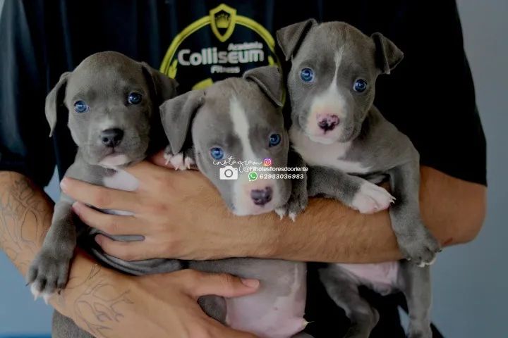  Bully @filhotesfloresdooriente  - Foto 6