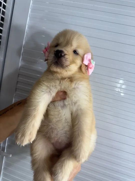 filhote golden  - Foto 2