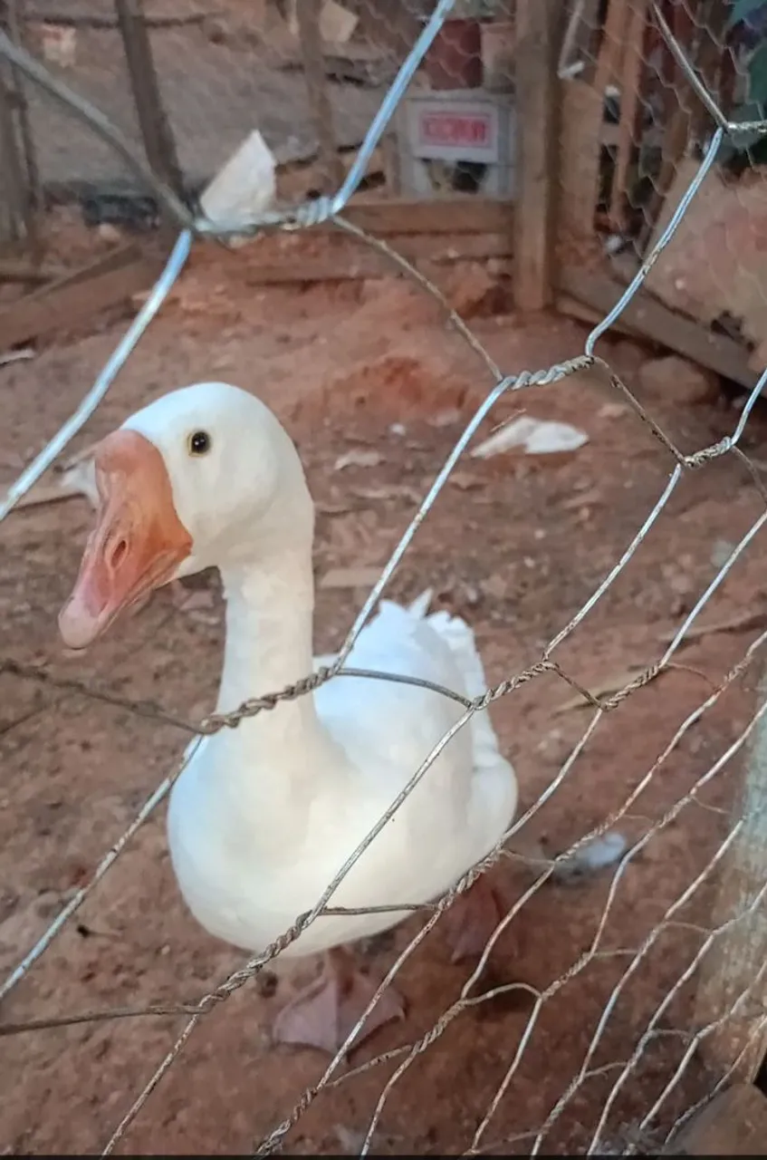 Vendo casal de ganso