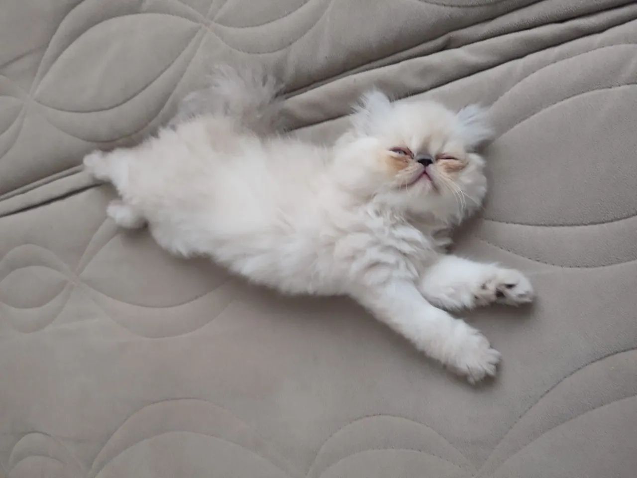 Gatinho Persa Himalaia fêmea  - Foto 2