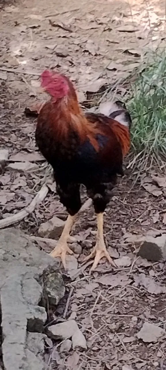 Galo caipira