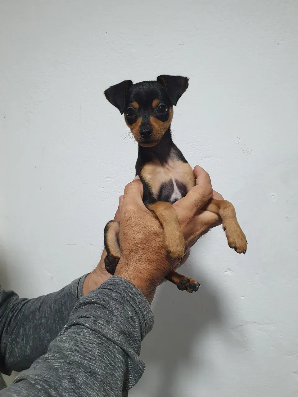 Filhote Pinscher