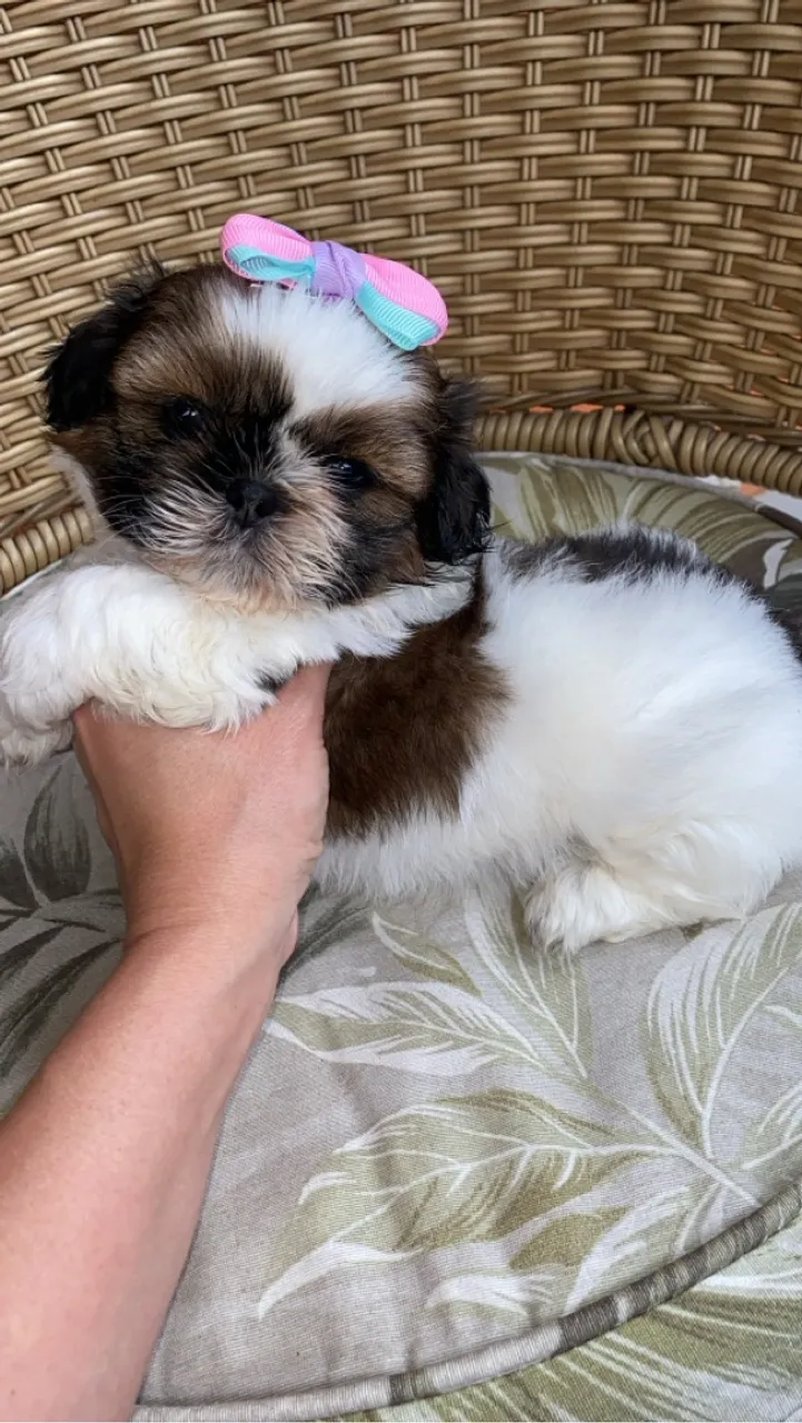 Shih-tzu fêmea uma princesinha