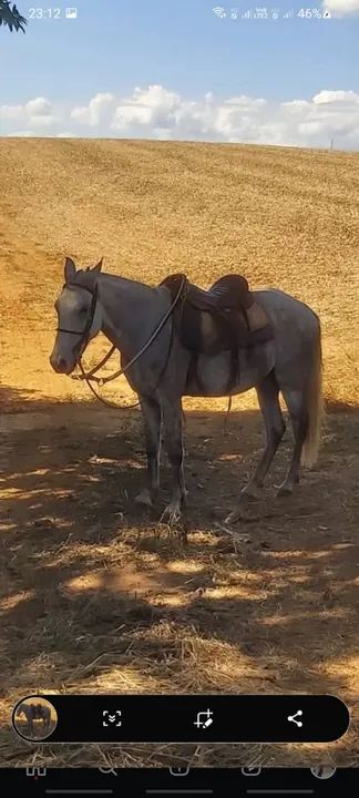 Vendo cavalo manga larga