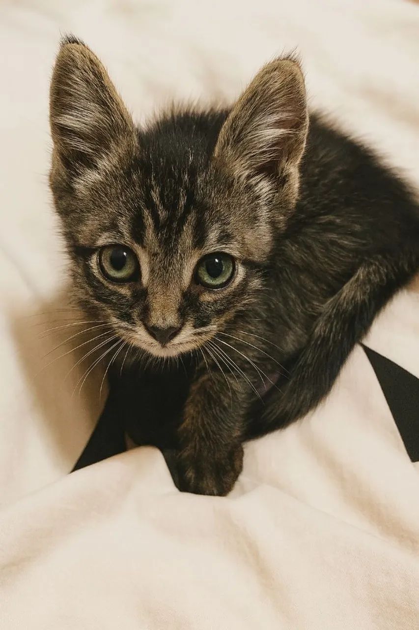 Doação de gato macho - Foto 2