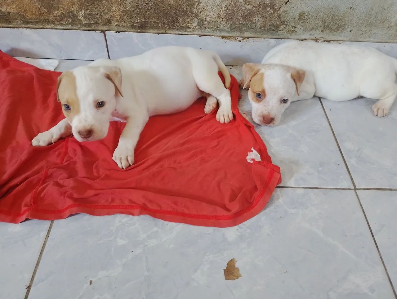Filhotes de Pit Bull 