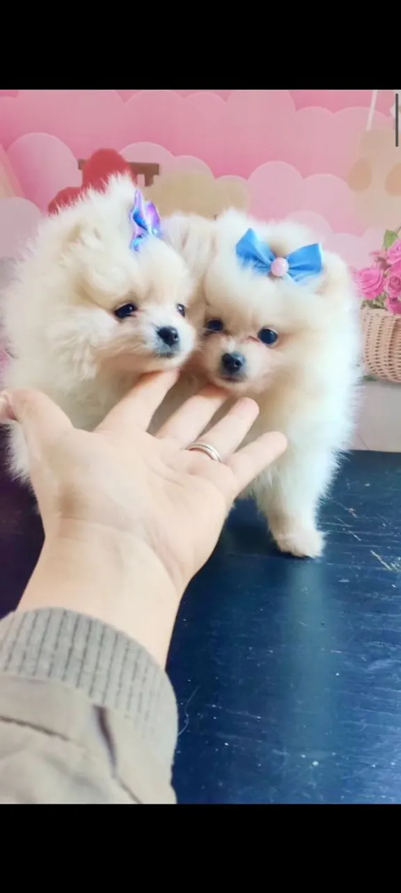 Spitz lulu da Pomerânia anões baby face