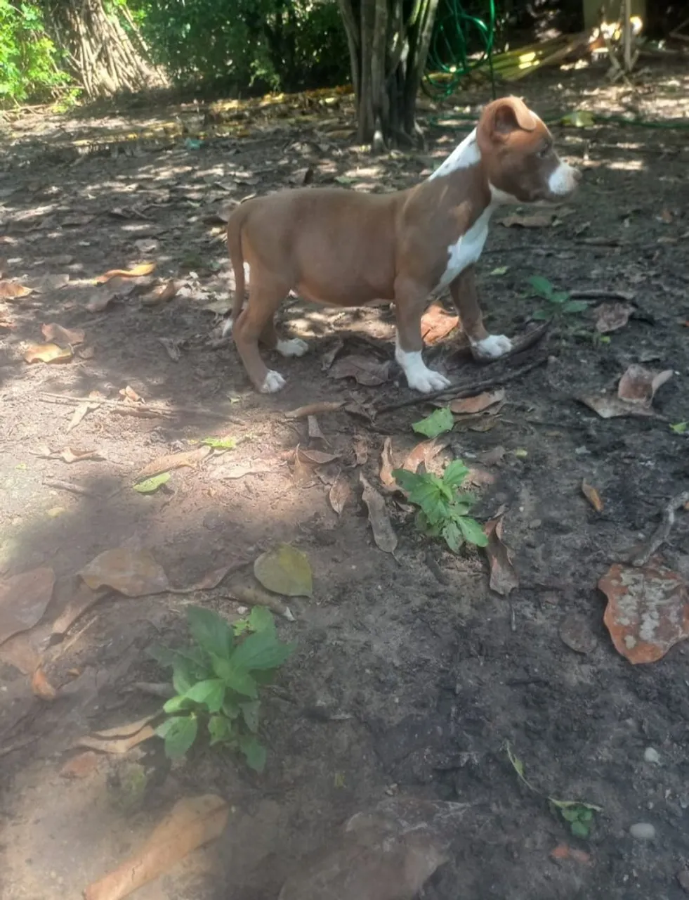 Filhote de Pitbull para venda