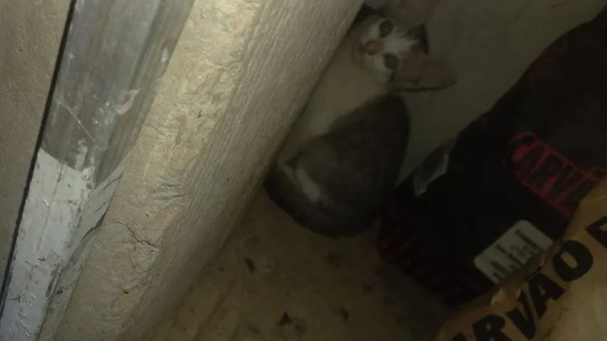 Gatos filhotes doação  - Foto 3