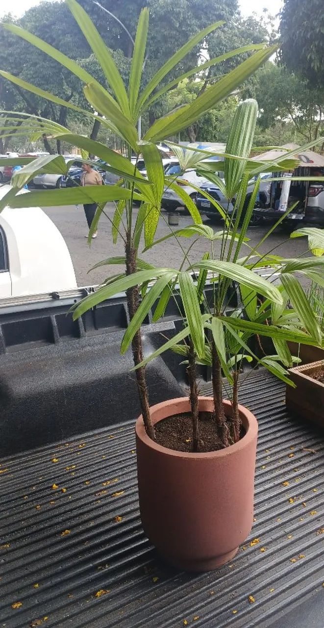 Coqueiro Raphia com 80 cm - Foto 2