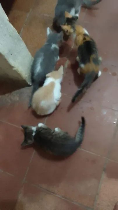 Gatinhos fofinhos para adoção - Foto 6