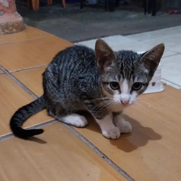 filhotes de gatinho para adoção responsável - Foto 2