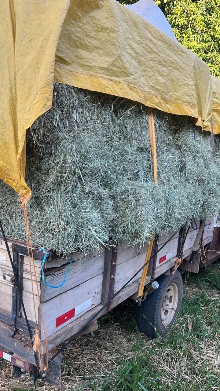Feno quantidade  - Foto 2