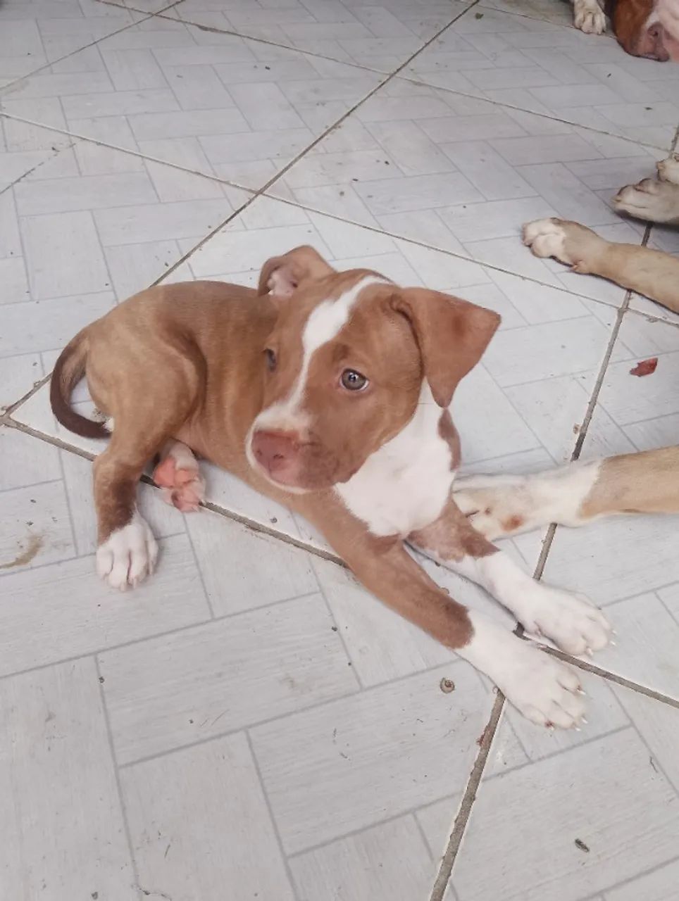 Pitbull 2 meses - Foto 3