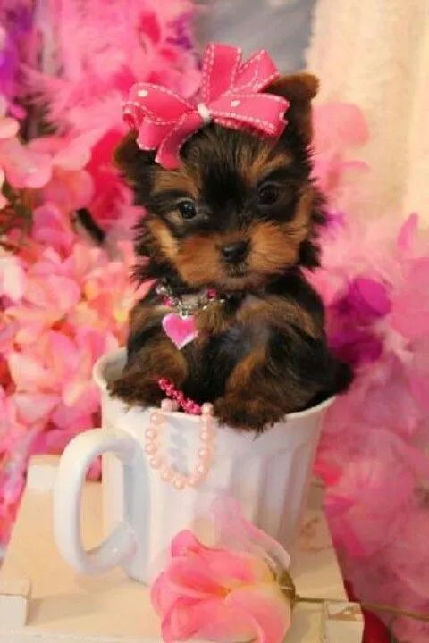 Yorkshire Terrier Filhote femea foto ilustrativa 