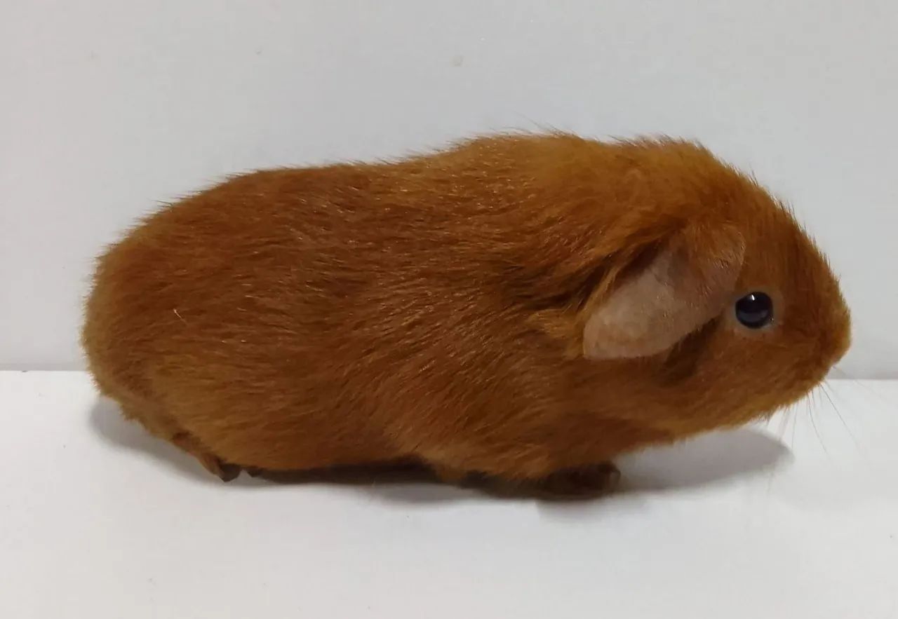 Porquinho da india Inglês16 padrão 