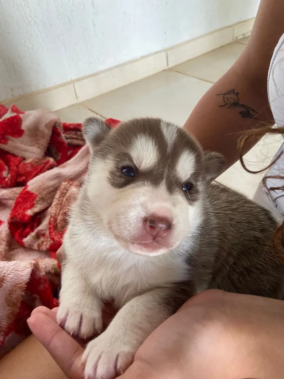 Filhote Husky Siberiano - Lindíssimo!