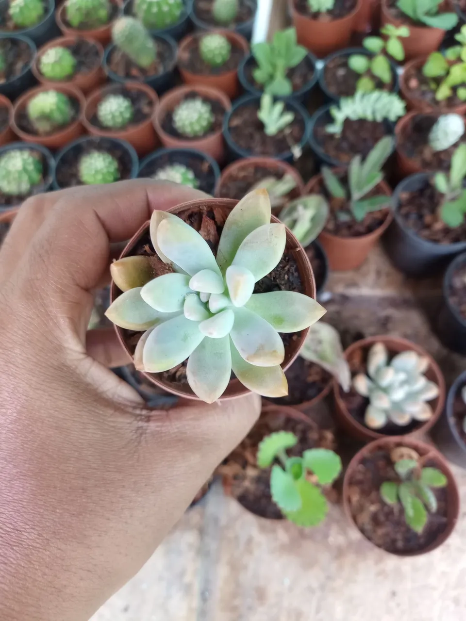 Mini plantas suculentas para coleção,cultivo ou lembrancinha.