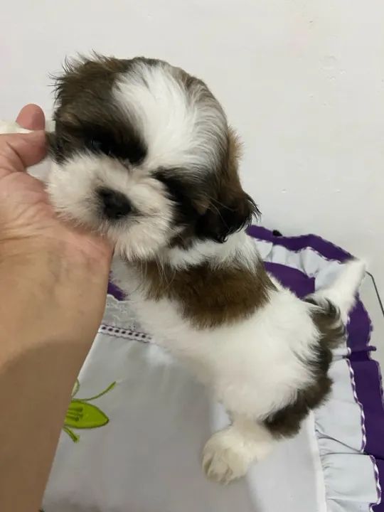 Filhote de shiatsu a venda - Foto 4