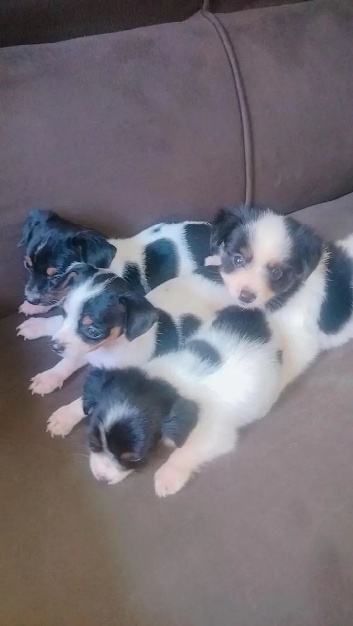 Filhotes de cachorro