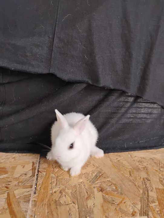 Mini Coelhos Netherland. - Foto 2