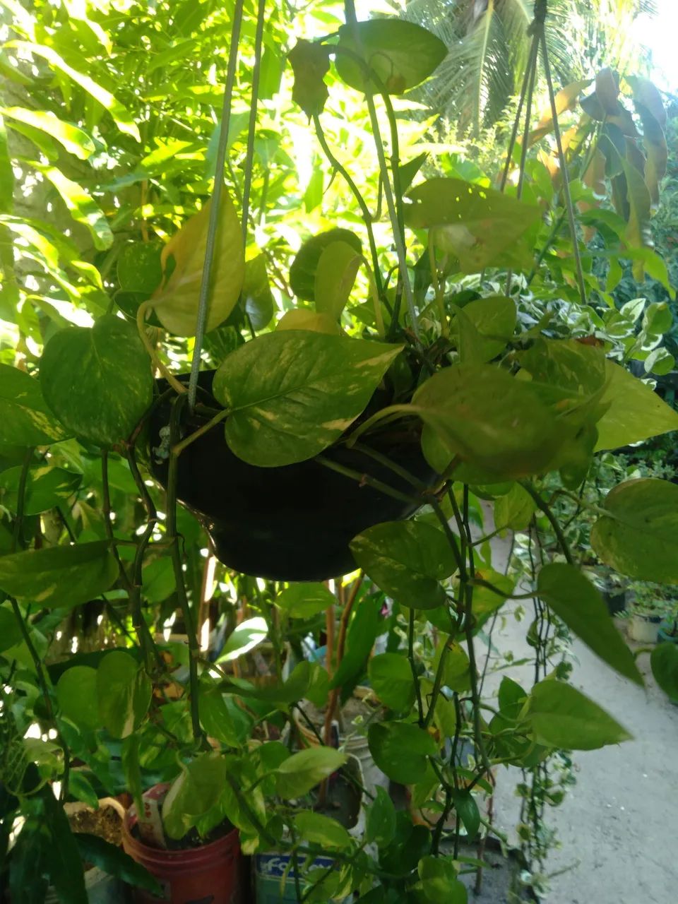 Planta  em cesta suspensa  - Foto 2