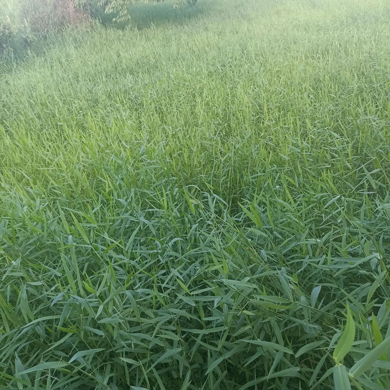 CAPIM DE PLANTA - Foto 3