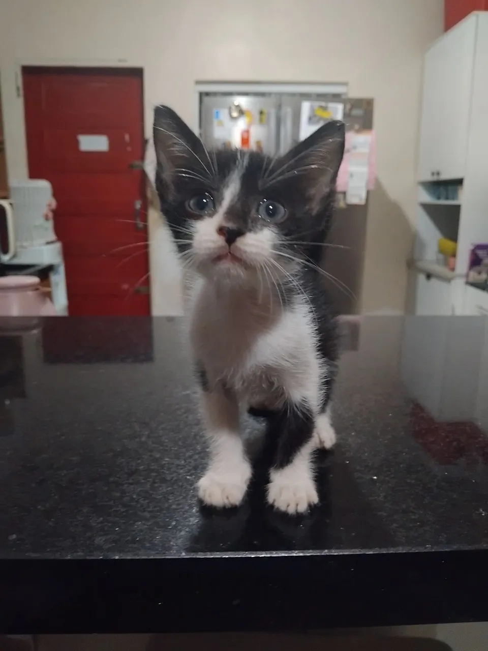 Gatinho 