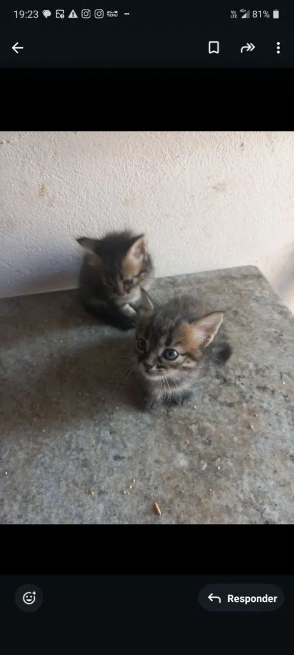 Doação Responsável  - Foto 6