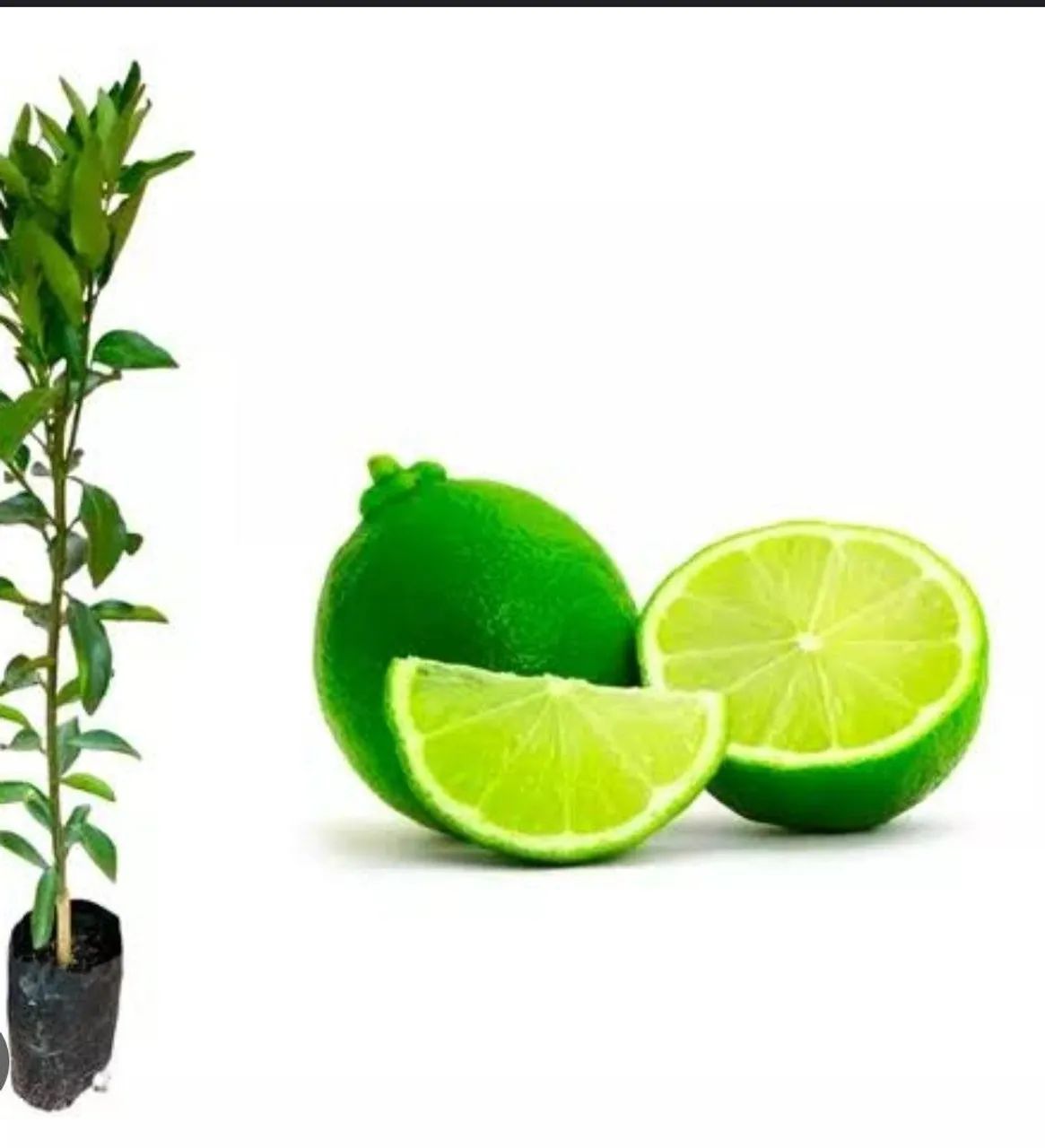 Muda exertada de Limão Taiti