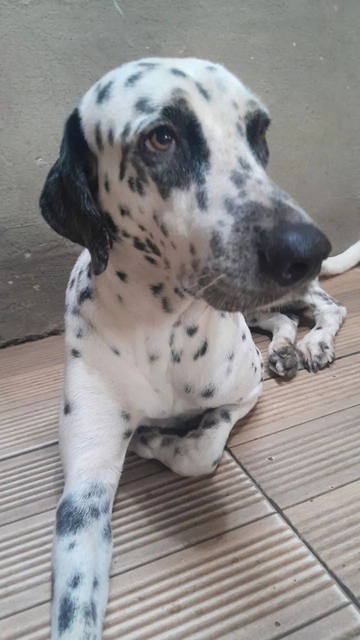 Doação de dalmata pura 
