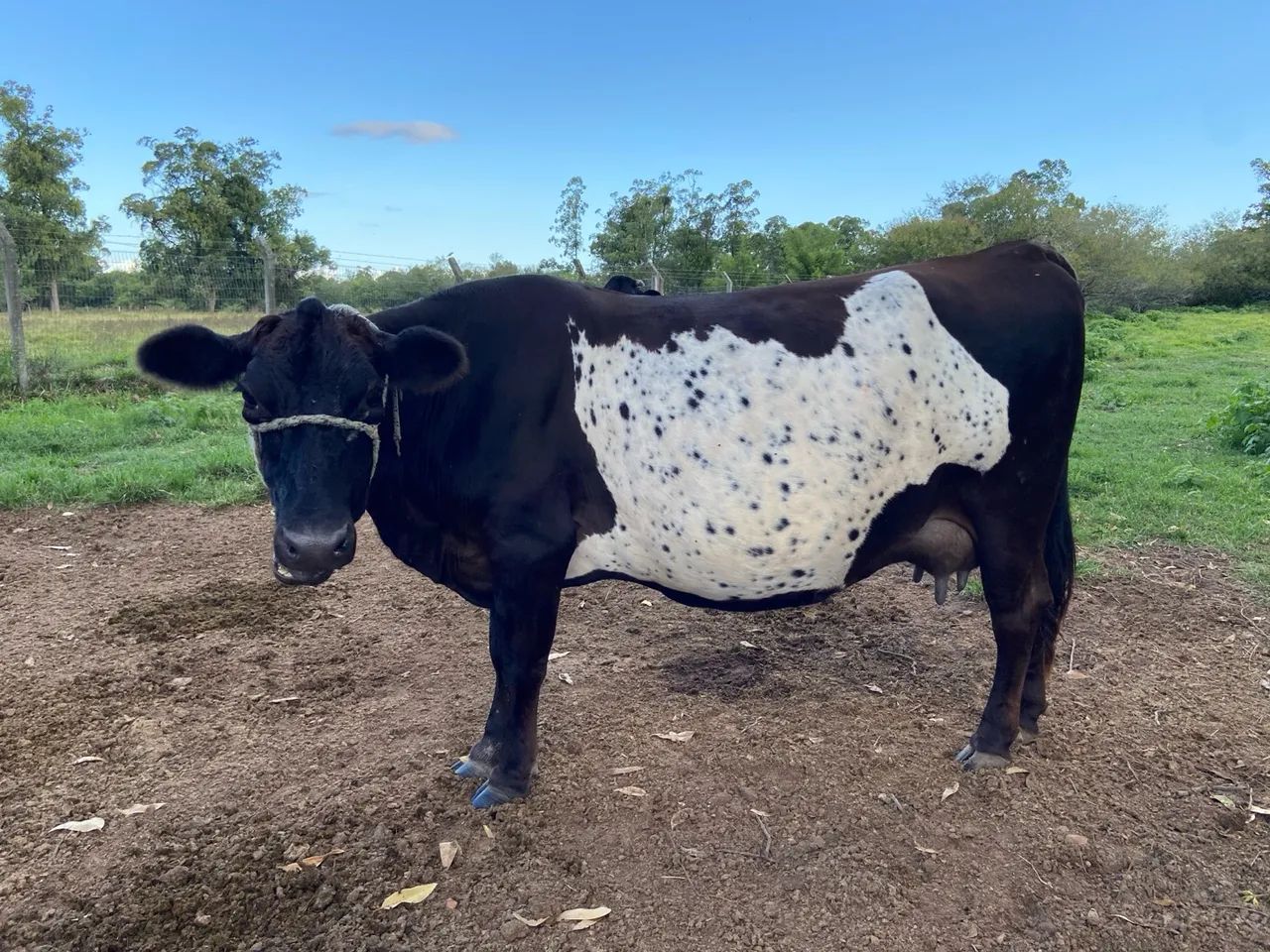 Vaca Jersey com Australiana - Leiteira